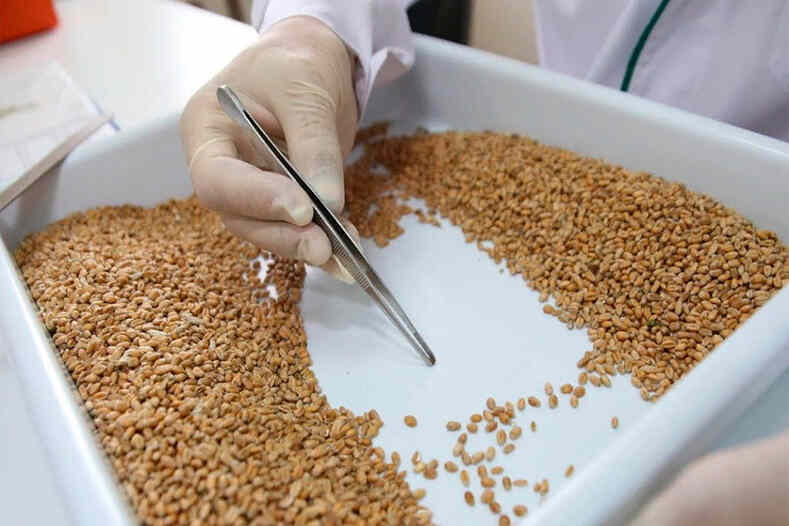 Порядок контроля подкарантинной продукции для ввоза в Беларусь
